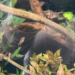 Publication de Scylla_59