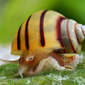 Publication de Olivier1977