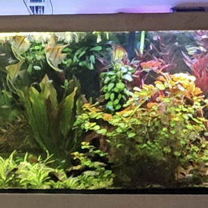 Publication de Aleau