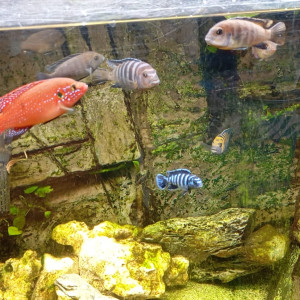 Publication de Frederic_Poisson