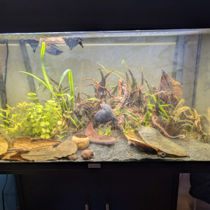 Biotope rivière asiatique calme