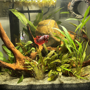 Publication de MamZ-L94