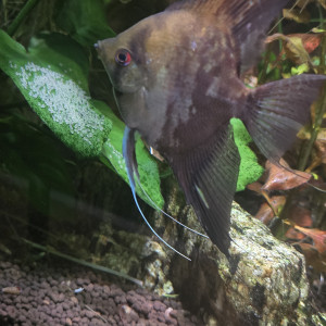 Publication de MAX.1208