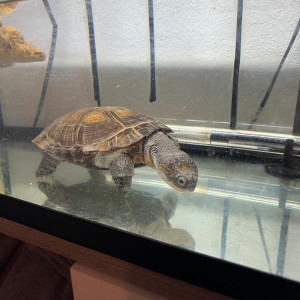 Publication de Zoolski