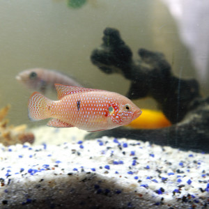 Publication de Frederic_Poisson