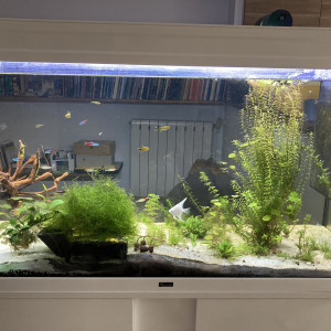 Publication de Fishnships