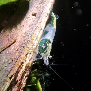 Publication de PtiteNoli