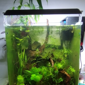 Aquarium de 62 litres bords arrondis