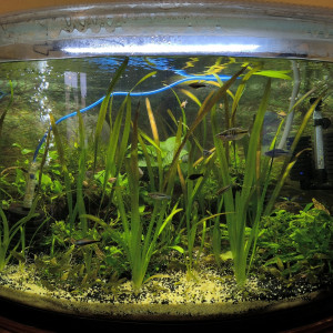 Publication de Mojogi