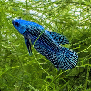 Combattants betta alien green