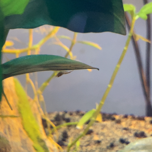 Publication de Fishnships