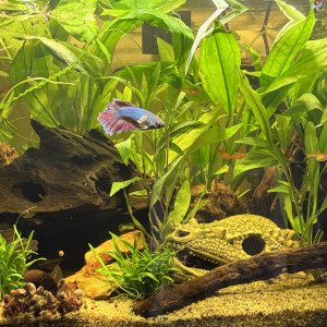 Publication de MamZ-L94