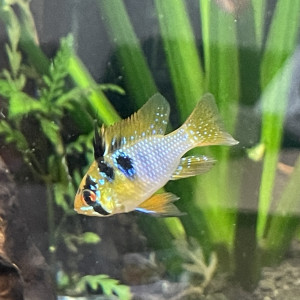 Publication de Scylla_59