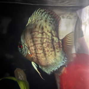Vend 4 discus
