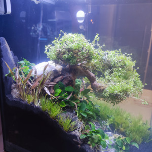 Publication de laure-poussinsky