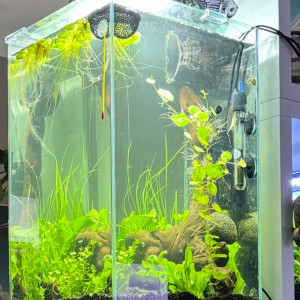 Publication de MamZ-L94