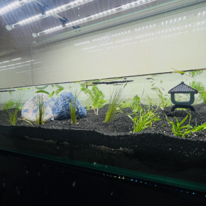 Publication de LaRenardouce