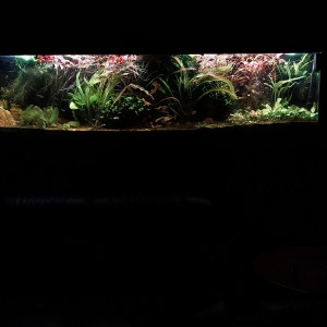 Publication de STK54