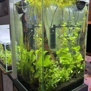 Publication de MamZ-L94