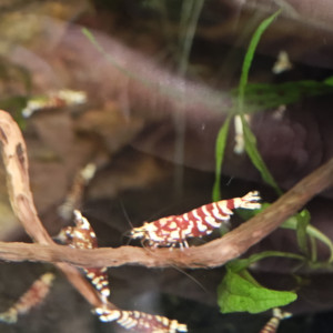 Crevette Fancy tiger red