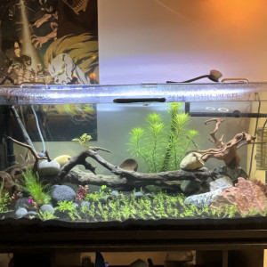 Publication de Jaya83560