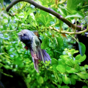 Publication de bryce