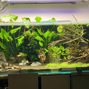 Publication de Scylla_59