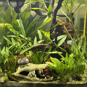 Publication de MamZ-L94