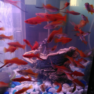 Vend platy mâle, femelle