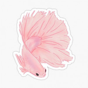 QueenCrowntail
