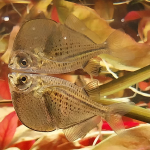 Publication de STK54