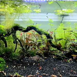 Publication de ArtemusKlegg