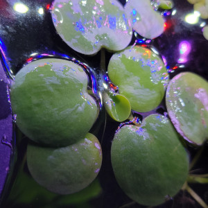 Limnobium plante flottante aquarium