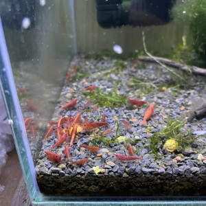 neocaridina red cherry