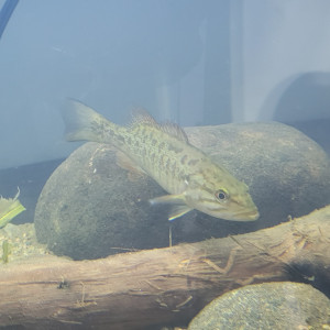 Petite rivière Rouge