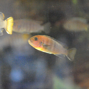 Publication de Frederic_Poisson