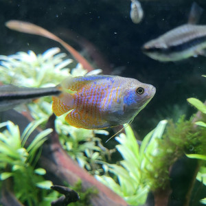 Publication de Sokaris