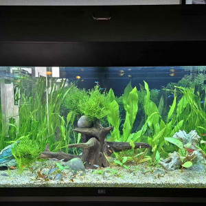 Publication de Gujuwel