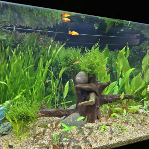 Publication de Gujuwel