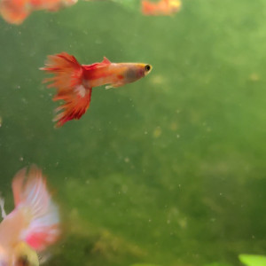 Couple  Guppy  orange et jaune 1 euro  le couple.