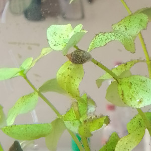 Publication de Vendetta77120