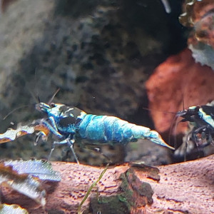 Lot de 12 Mosura Blue