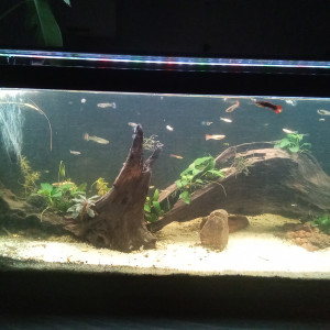 Publication de J2f.aqua