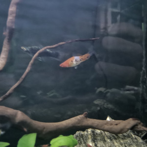 2 femelles + 10 alevins xiphos dispo sur seclin