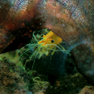 Publication de PtiteNoli