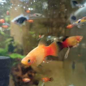 Guppy endler et Platy