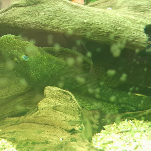 don poisson ancistrus