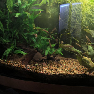 Publication de Mojogi