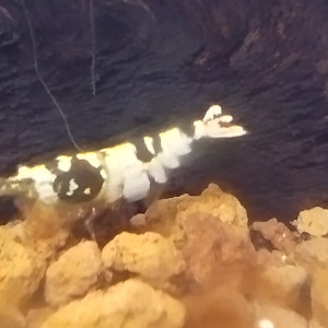 Publication de Olivier1977