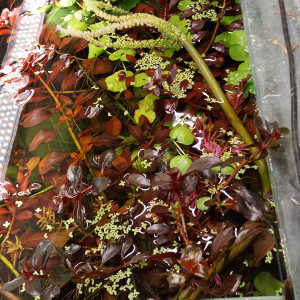 Publication de STK54